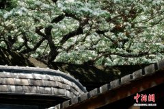 福州坊巷百年流苏花盛开迎客